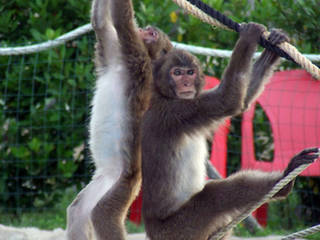 Safari Park d Abruzzo © Safari Park d Abruzzo