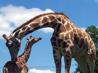 Der Animal Kingdom Zoo in New Jersey © Animal Kingdom Zoo