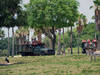 Visión general: Busch Gardens Tampa